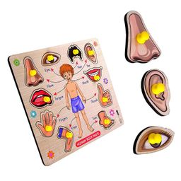 VWorld 3D Human Body Parts Wooden Shapes Knob Puzzle Small Size Multicolour - 10 Pieces-27