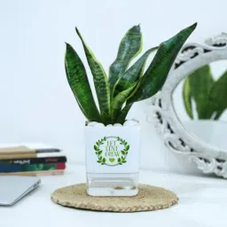 Snake Plant With Self-Watering Planter-image-44