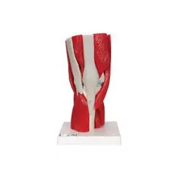 A-ONE SCIENCE White and Red PVC Muscular Knee Joint Model AOSBM50-image-35