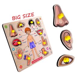 VWorld 3D Large Human Body Parts Wooden Shapes Puzzle Multicolour - 10 Pieces-28