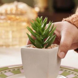 Pure Home and Living Green Plastic Potted Artificial Cactus - Medium-22