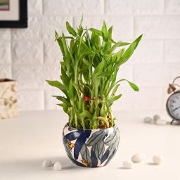 Elegant Lucky Bamboo In Stunning Metal Orchid Pot-image-59
