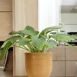 Go Hooked Milano Brown & Green Lightweight Planter-32