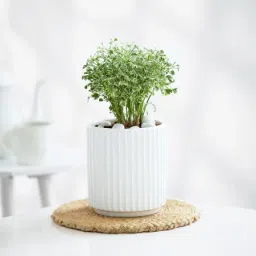 Aralia Plant In Ribbed White Planter-image-94