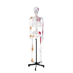 A-ONE SCIENCE Life Size PVC Human Skeleton Model With Ligaments and Painted Muscles AOSBM02-picture-33