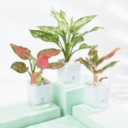 Vibrant Aglaonema Trio-image-68