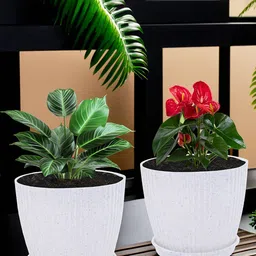 Kuber Industries White 2 Pieces Textured Planters With Tray-53
