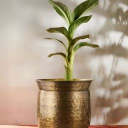 Fabindia Zareen Bronze-Toned Hammered Metal Table Planter-picture-29