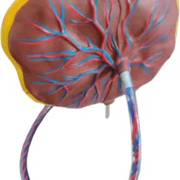 smei Placenta Model with Removable Umbilical Cord Anatomical Model image 4
