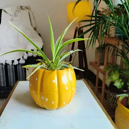 NIYARA Yellow Textured Planter-picture-32