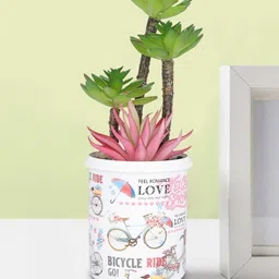 Ekhasa Pink 1 Pieces Ficus Artificial Plant With Pot-image-80