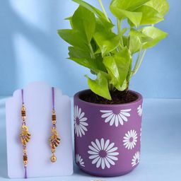 Floweraura Raksha Bandhan Bhaiya Bhabhi Rakhi With Money Plant In Terracotta Pot-image-5