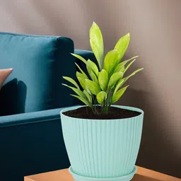 Kuber Industries Green & Blue 2 Pieces Textured Durable Planters-52