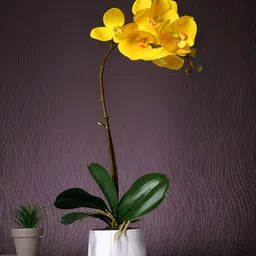 Myntra Elegant Homes White 1 Pieces Orchid Artificial Plant With Pot-56