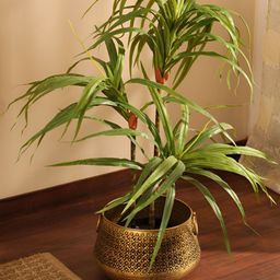 Elemntl Green 1 Pieces Dracaena With Pot-13