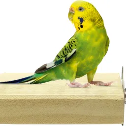 5 inch Chew-Safe Wood Sitting Platform Toy Wooden Tough Toy For Bird-image-74