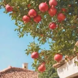 Pomegranate Plant-image-79