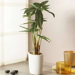 Green Polyester Pachira Bonsai Artificial Plant With Ceramic Pot By Fourwalls-picture-1