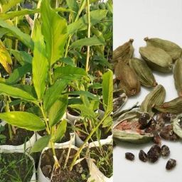 Elaichi/Cardamom Plant-image-38
