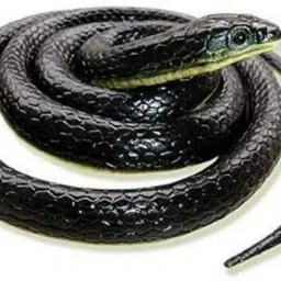 Rubber Snakes Toy-27