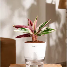 kyari Calathea Triostar Plant With Self Watering Pot- White-picture-35