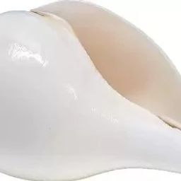 Original Blowing Shankh (White) for Pooja/Pujan Blowing Shankh-21