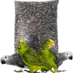 Sunflower Seed for African Grey & Indian Ringneck Parrot, Macaw bird Nuts 0.9 kg Dry Adult, Young, Senior Bird Food-picture-23