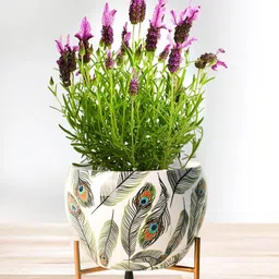 Nymph Reva White & Green Printed Flower Planter With Stand-image-12