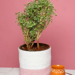 HABERE INDIA White & Pink Colourblocked Planter-37