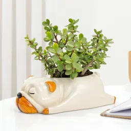 Jade Plant With Sleepy Pup Planter-10