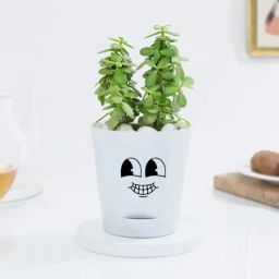 Lucky Jade Plant In Adorable Self-Watering Planter-picture-28