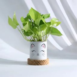 Lush Money Plant In Kitten Planter-image-50