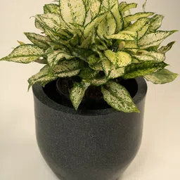 TRUSTBASKET Plantsphere Black Printed Planter-56
