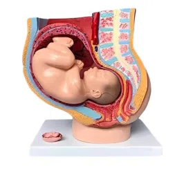 A-ONE SCIENCE Multicolor PVC Human Female Pregnant Pelvis Section With Fetus AOSBM182-image-27