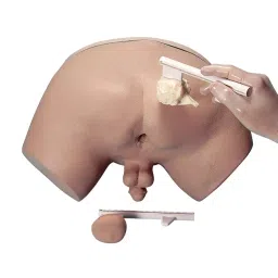 A-ONE SCIENCE PVC Prostate Inspection Simulator AOSBM281-picture-25