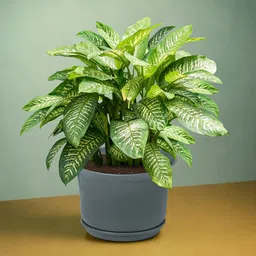 Kuber Industries 2Pcs Grey Textured Planters With Plate image 2