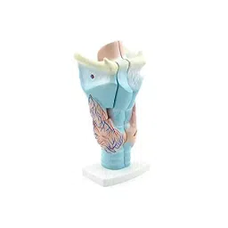 NS Multicolor Plastic Larynx Model Imported Type for Educational Purpose-18