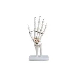 NS White Plastic Hand Joint for Educational Purpose in Medical Schools-10