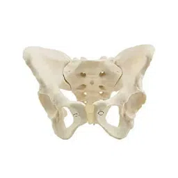 NS White Plastic Adult Female Pelvis Model for Educational Purpose-40