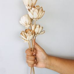 Vanchai Almond Sola Flower Pack of 5 - Off White-5