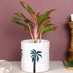 Aapno Rajasthan White & Green Ceramic Planter Pot - Set of 1-13