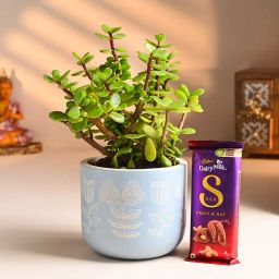 Sweet N Calm Jade Combo-image-20