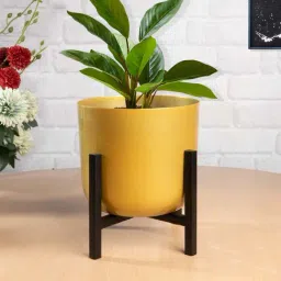 Homesake Mid Century Mustard & Black Metal Planter Pot with Stand-22