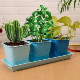 Homesake Succulent Blue Metal Herb Pot with Tray - Set of 4-image-65
