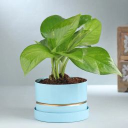 Lush Money Plant In Blue Metal Pot-image-31