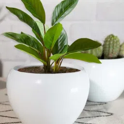 Homesake Succulent White Metal Indoor-Outdoor Planter Pot - Set of 2-17