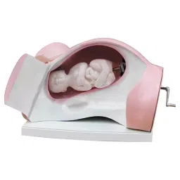 A-ONE SCIENCE Skin Color PVC Leopold Maneuver Simulator Model For Course Delivery AOSBM193-image-20