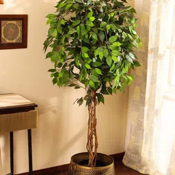 Elemntl Green 1 Pieces Ficus With Pot-image-27