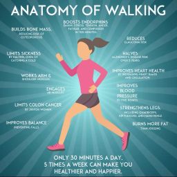 Color World Express 11.75X16.9 Inches Anatomy of Walking Laminated Sign With Paper SS-20-11