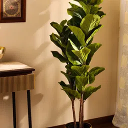 Elemntl Green 1 Pieces Fig With Pot-image-26
